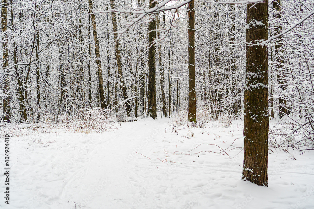 Landscape of the winter forest with snow covered trees and ground. Winter Nature background.