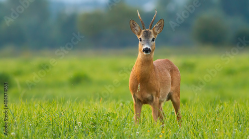 Roe deer, capreolus capreolus, buck standing on meadow in summertime sunlight. Antlered animal looking on grassland with copy space. Brown mammal staring on green field with space for text.