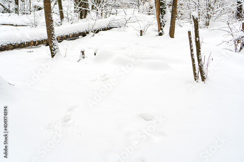 Winter season snowy background. White pure snow covering the earth in the forest.