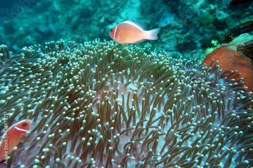 Amphiprion perideraion Halsband-Anemonenfisch photo