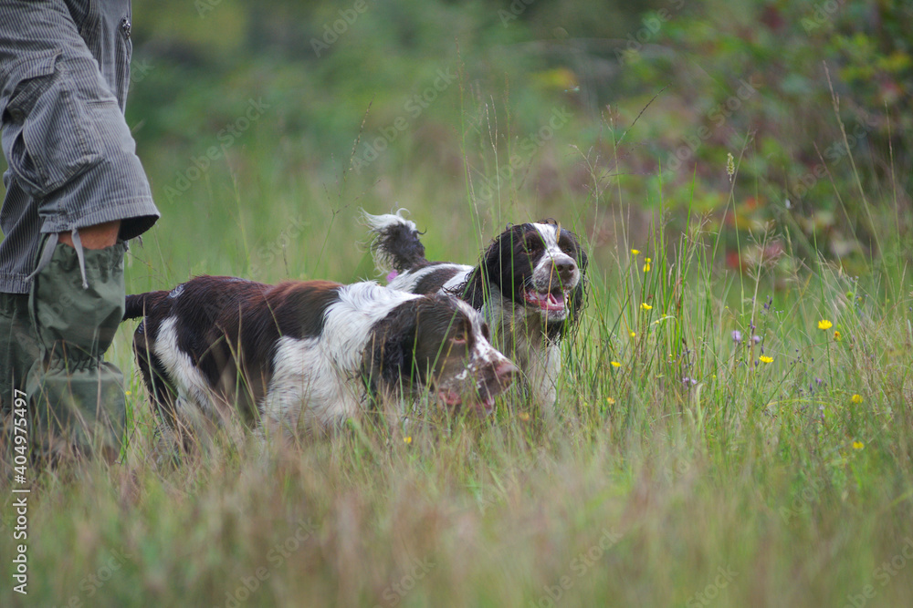 Two english springer spaniels are hunting in a field near their owner. Springers are excellent flushing dogs