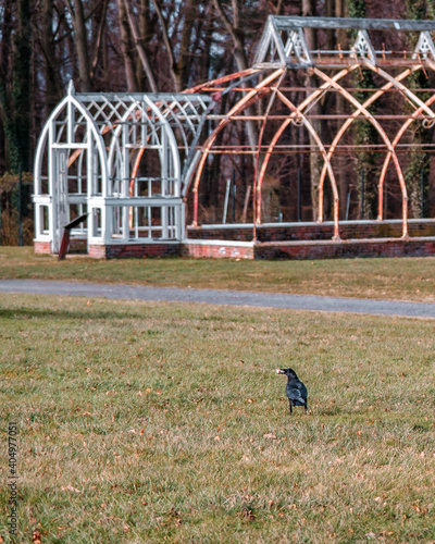 Crow with a snack in front of an abandoned greenhouse at Lyndhurst Manor photo