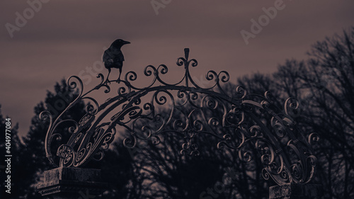 Silhouette of a crow sitting on an ornate gate at Lyndhurst Manor photo
