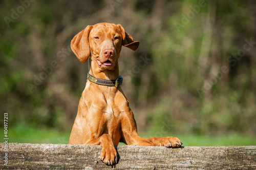 Portrait of Magyar Vizsla dog. Hungarian breed. The dog is leaning on a big log