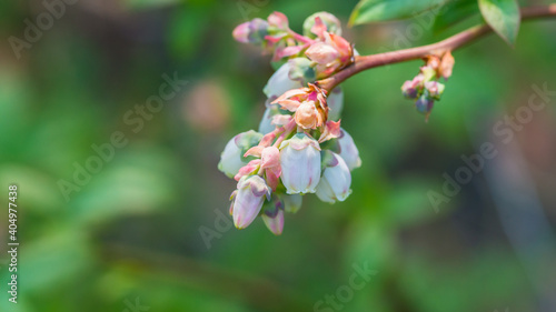 Blueberry Blossom