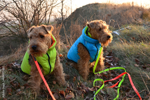 Welsh Teriers photo