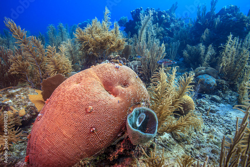 Caribbean coral garden photo