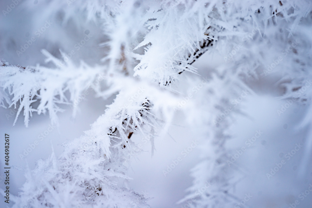 Ast mit Eiskristallen im Winter mit Schnee Ast mit Eiskristallen im Winter mit Schnee