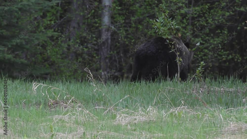 Grizzly bear in the Canadian wilderness Grizzly bear in the Canadian wilderness