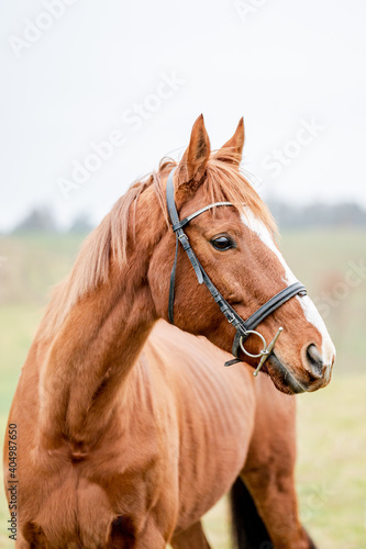 Portrait of a horse outside. Beautiful chestnut brown stallion mare. © Eliška
