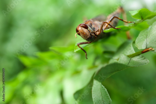 Brown grasshopper on tree branch in garden. Space for text