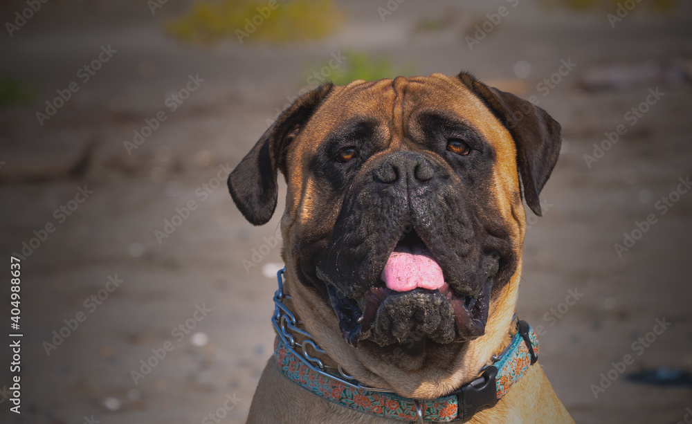 2021-01-12 PORTRAIT PHOTOGRAPH OF A BULL MASTIFF WITH A GRAY SAND BACKGROUND.