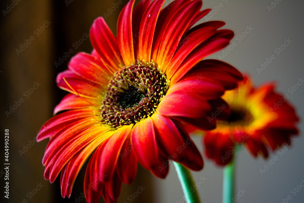 red gerbera flower red gerbera flower