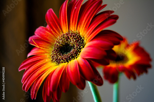 red gerbera flower