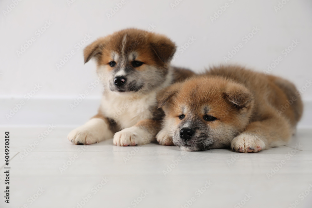 Adorable Akita Inu puppies on floor near light wall Adorable Akita Inu puppies on floor near light wall