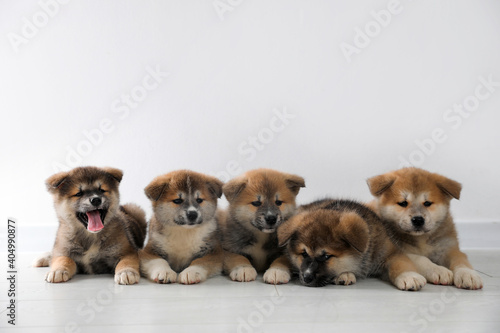 Adorable Akita Inu puppies on floor near light wall. Space for text © New Africa