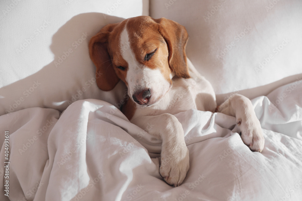 Cute Beagle puppy sleeping in bed, above view. Adorable pet Cute Beagle puppy sleeping in bed, above view. Adorable pet
