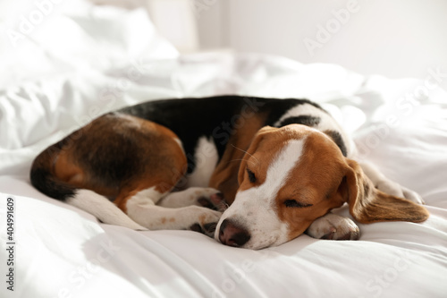 Cute Beagle puppy sleeping on bed. Adorable pet © New Africa