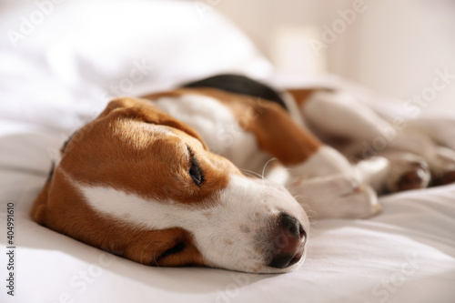 Cute Beagle puppy sleeping on bed. Adorable pet © New Africa