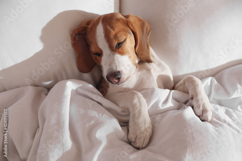 Cute Beagle puppy sleeping in bed, above view. Adorable pet