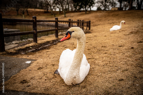 Mute swan from Lake Shidaka in Beppu City, Oita Prefecture photo