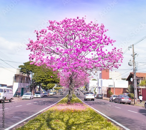Amazing Tree Japanese, Beautiful trees on the street, tree with pink flowers © asaffsouza
