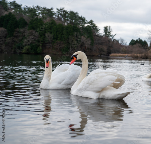 Mute swan from Lake Shidaka in Beppu City, Oita Prefecture photo