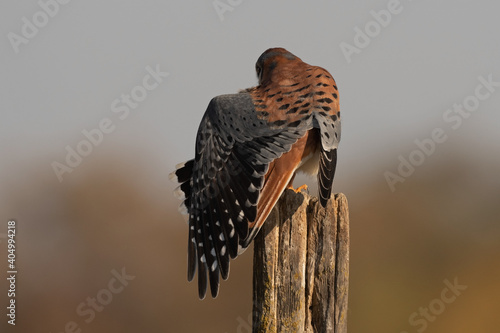 American Kestrel Male One Wing Tail and Wing Stretch From the Back