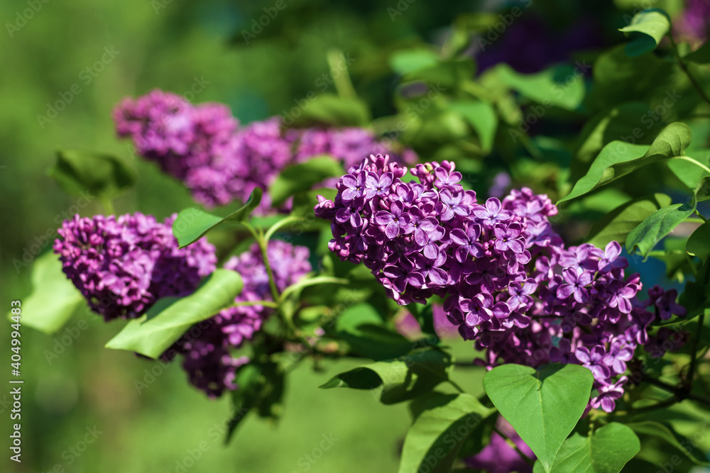 rich purple lilac flowers in the garden rich purple lilac flowers in the garden