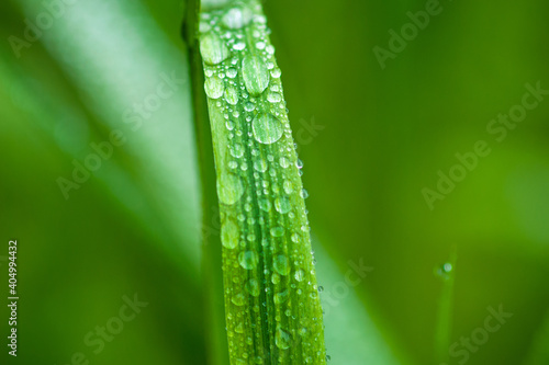 Green grass blade with drops of water