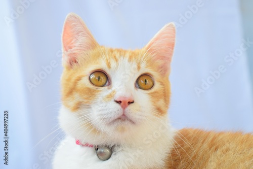 Javanese Cat is cute, healthy. funny animal photo, white background, animal pet.	 photo