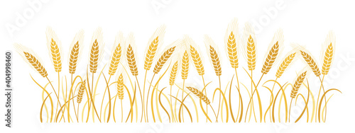 Field cartoon wheat spikelets. Gold ears ripe, agricultural symbol flour production. Design background organic farm elements, organic vegetarian bread packaging beer label vector