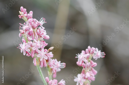 Redroot buckwheat (Eriogonum davidsonii) is an erect perennial herb in the knotweed family (Polygonaceae). This native wild flower has white to pink tepals.