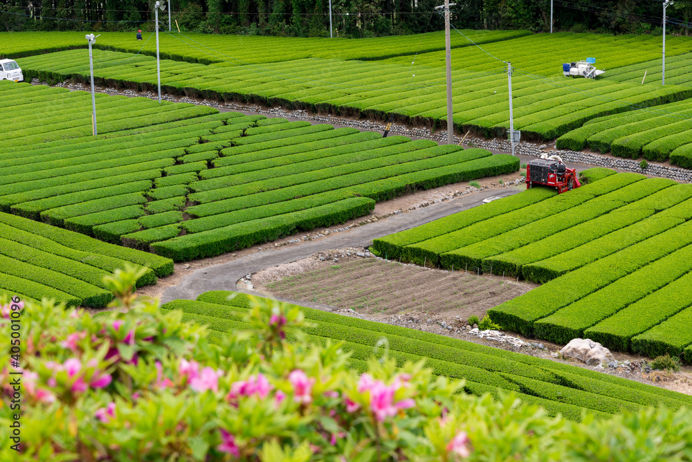 新茶の季節　茶畑　緑茶　収穫