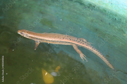 A lizard splashed in the pool