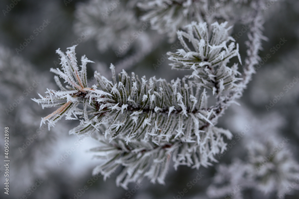 frosty pine branch