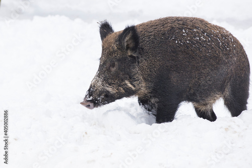 wild boar (Sus scrofa), also known as the wild swine in winter © Mircea Costina