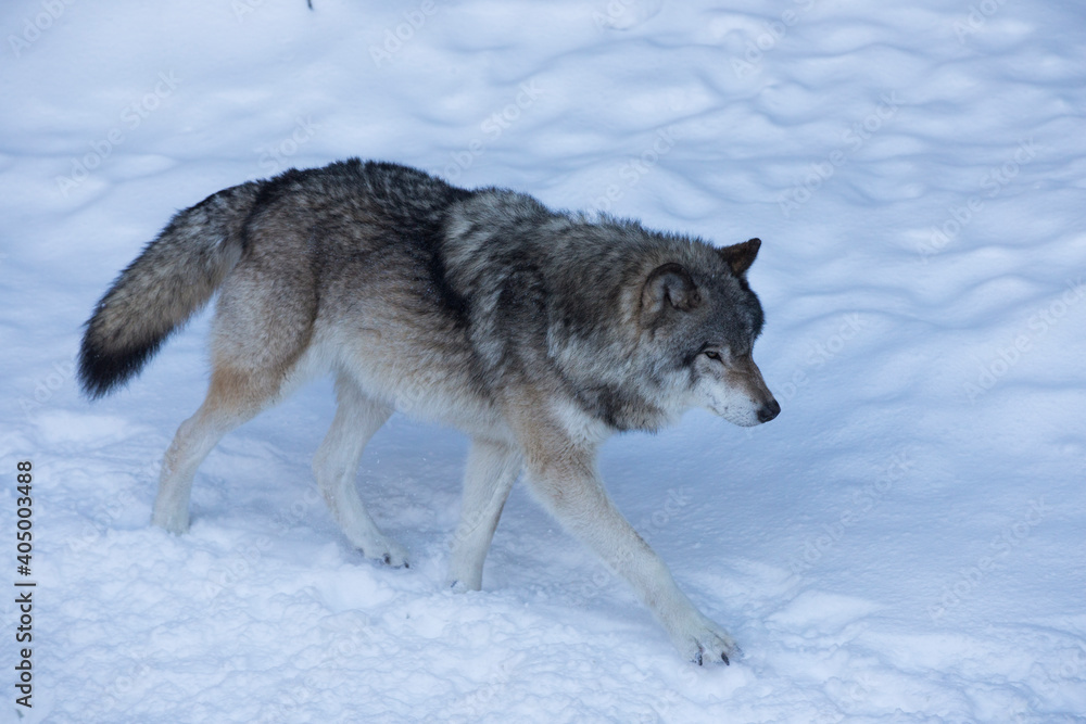 northwestern wolf portrait in winter northwestern wolf portrait in winter