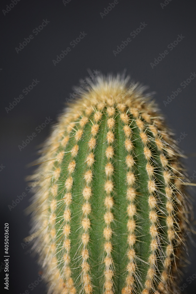 Cactus close up high quality prints modern background espostoa guentheri cactaceae family Cactus close up high quality prints modern background espostoa guentheri cactaceae family