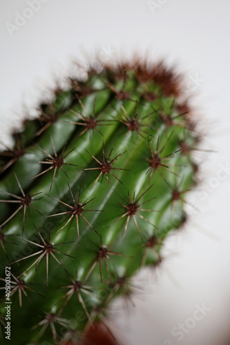 Wallpaper Mural Cactus close up high quality prints modern background espostoa guentheri cactaceae family Torontodigital.ca