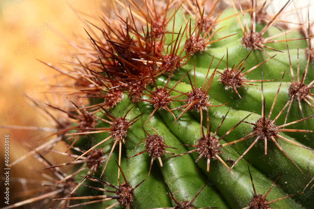 Cactus close up high quality prints modern background espostoa guentheri cactaceae family Cactus close up high quality prints modern background espostoa guentheri cactaceae family