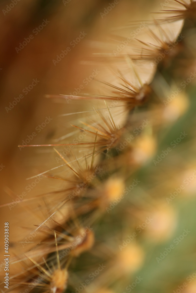 Cactus close up high quality prints modern background espostoa guentheri cactaceae family