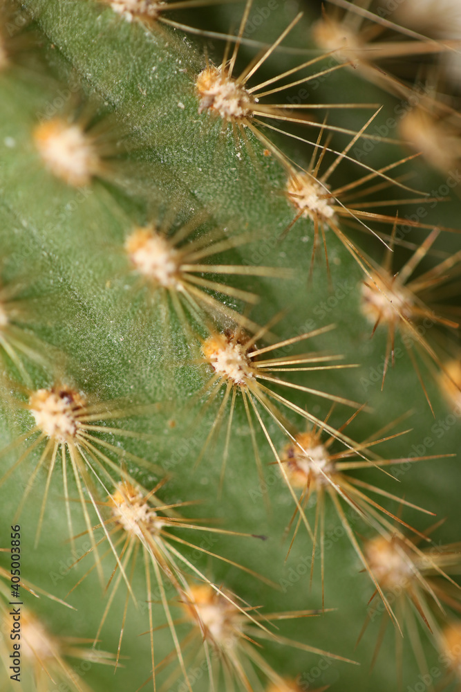 Cactus close up high quality prints modern background espostoa guentheri cactaceae family Cactus close up high quality prints modern background espostoa guentheri cactaceae family