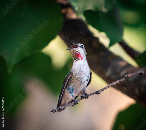 Canvas Print Listen for the mighty roar of the Humming bird.