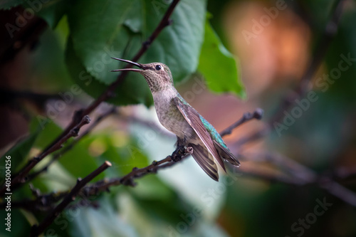 Принти на полотні Listen for the mighty roar of the Humming bird.