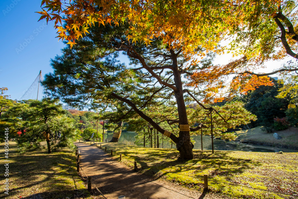 Fototapeta premium 秋の六義園