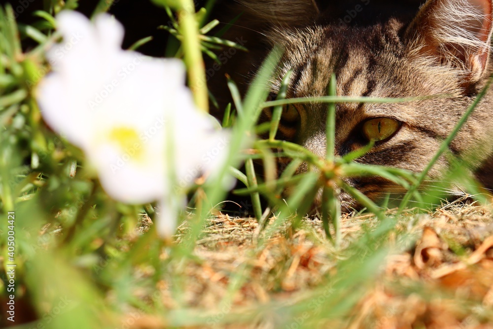 curious kitten watching the landscape near a flower
curious kitten watching the landscape near a flower