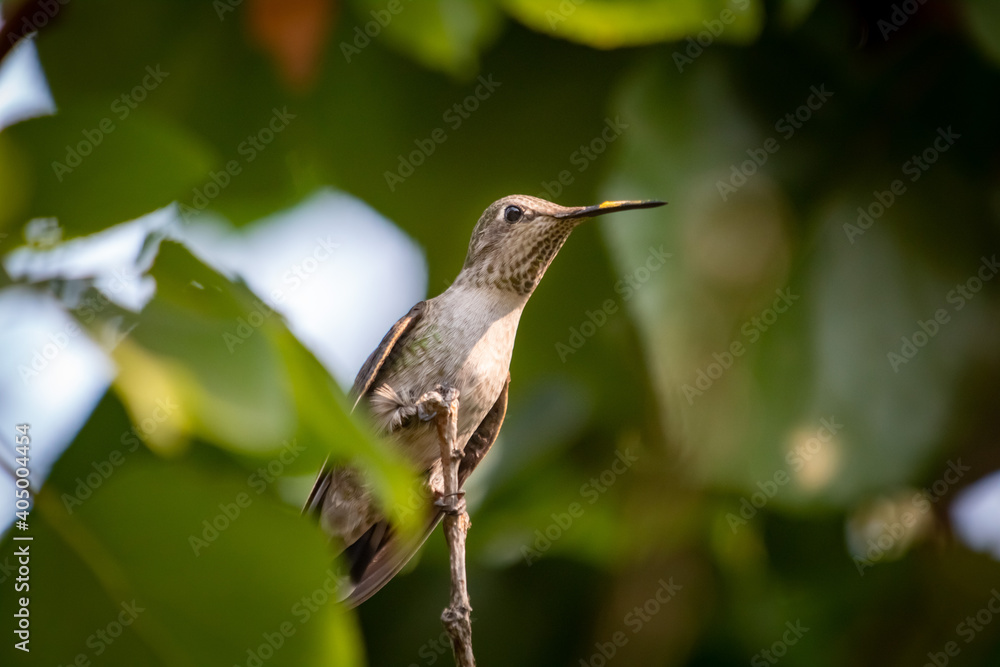 Obraz premium A Female Hummingbird resting ina a backyard tree