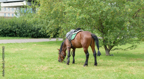 Saddled horse in the city square. The animal bowed its head and chews the green grass. On a horse - Saddle blanket, bridle, reins, bit, support. © Sergei Tim