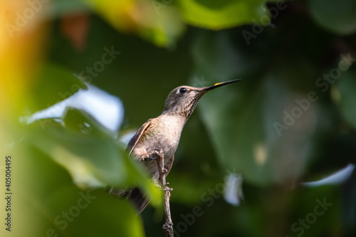 A Female Hummingbird resting ina a backyard tree